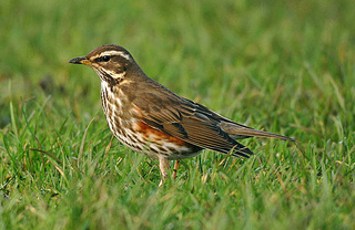 click for enlarge 663 X 431 131,0 Kb picture