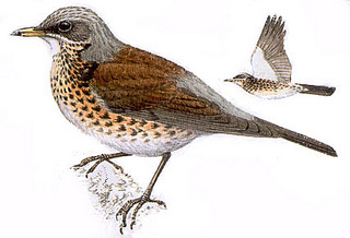 click for enlarge 427 X 291 42,4 Kb picture