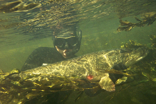 Подводна яохота,етоды подводной охоты, метод поиска рыбы на подводной охоте, метод залежки на подводной охоте, как искать рыбу на подводной охоте, где искать рыбу на подводной охоте, метод подводной охоты сплавом 