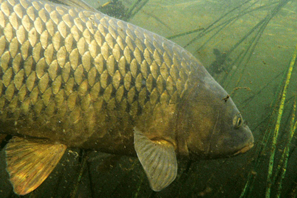 Подводна яохота,етоды подводной охоты, метод поиска рыбы на подводной охоте, метод залежки на подводной охоте, как искать рыбу на подводной охоте, где искать рыбу на подводной охоте, метод подводной охоты сплавом