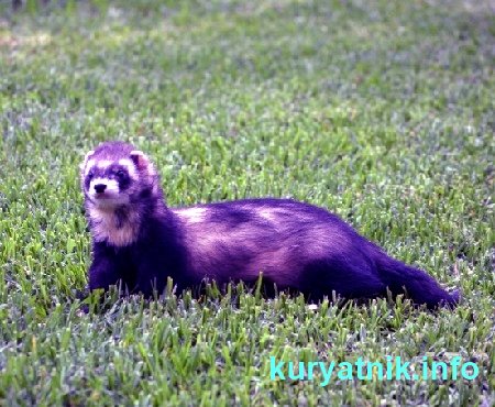 Как избавиться от хорька в курятнике