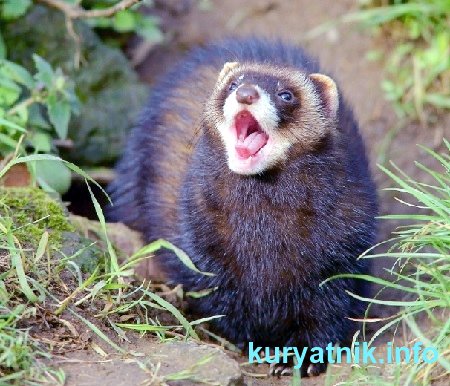 Как избавиться от хорька в курятнике