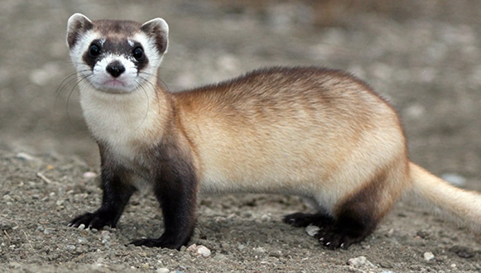 Хорек в курятнике