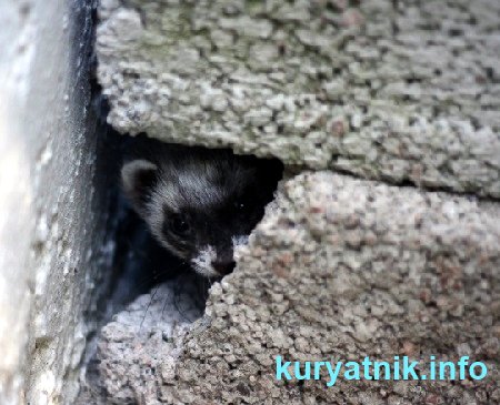 Как избавиться от хорька в курятнике