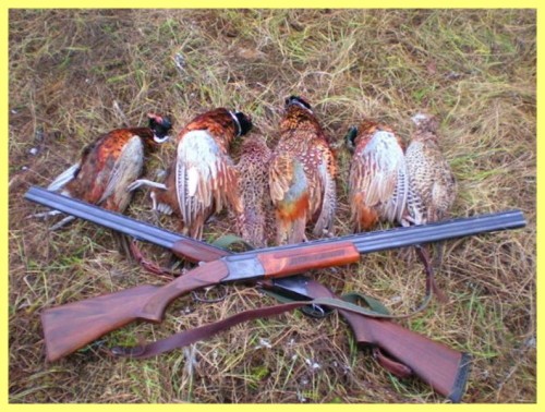 Как охотиться на фазана без собаки