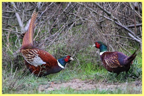 Где обитает фазан