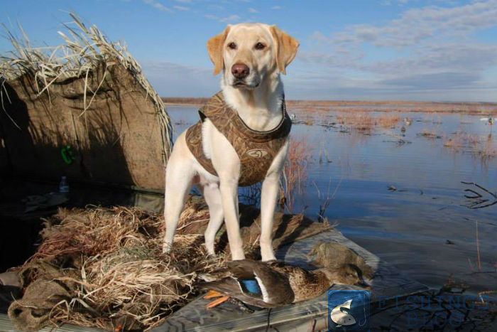 охота с собакой