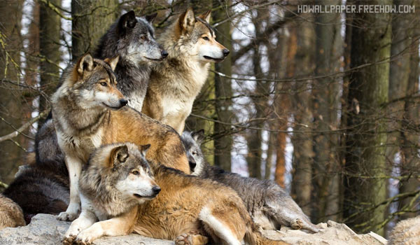 Как охотятся волки