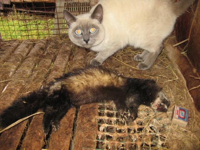 Кот поймал хорька