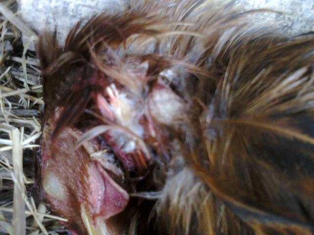 Загрызенная курица