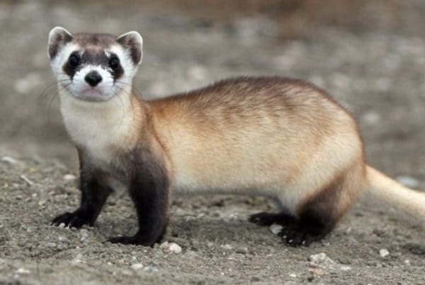 Хорьки очень опасны для кур