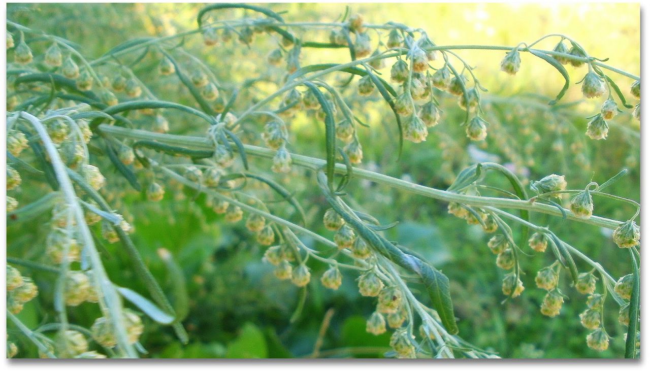 Запах полыни достаточно силен, чтобы перебить запах человеческого тела