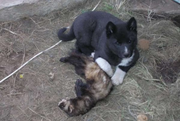 Если хорек уже повадился в ваш курятник, то, как это ни прискорбно, зверька надо изловить