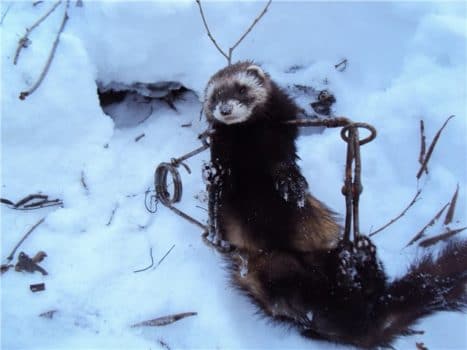 Капкан на хорька