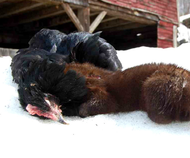 Как избавиться от хорька в курятнике