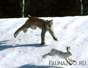 Как рысь охотится?