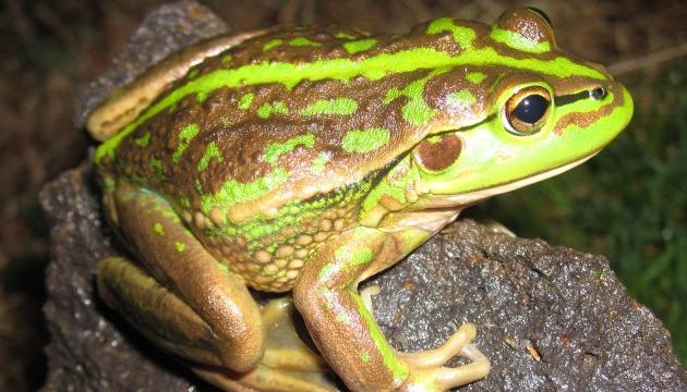 травяная лягушка описание