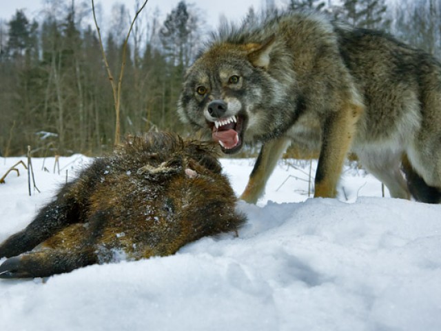 В Вологодской области волки обглодали тело пенсионерки World News FederalPress