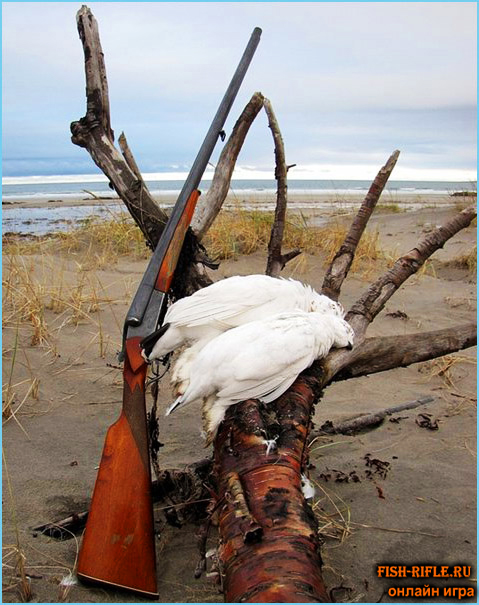 охота на куропатку