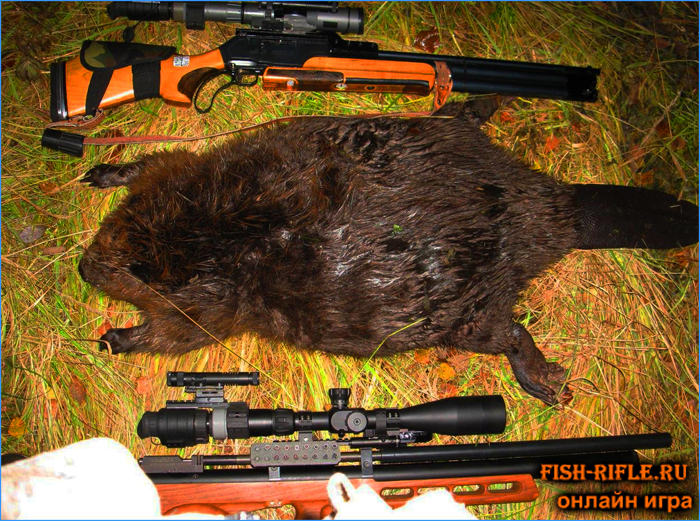 Охота на бобра