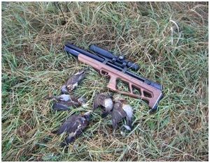 Охота на дрозда с пневматикой