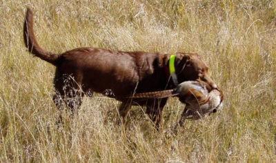 Собака с птицей