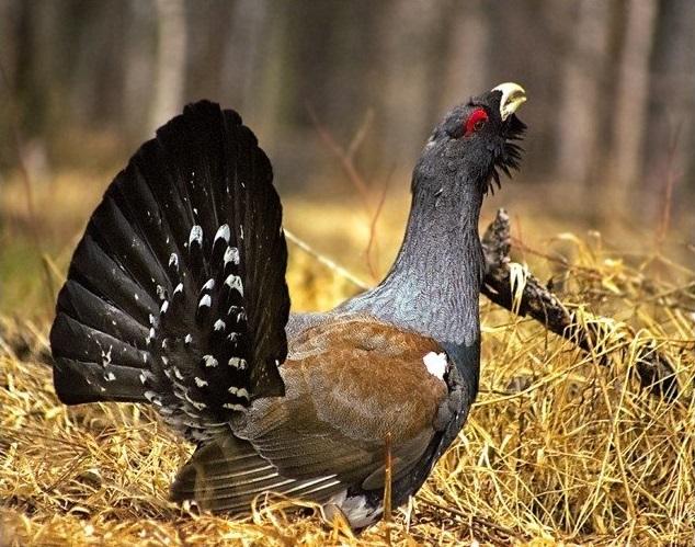 Глухарь в осеннюю пору