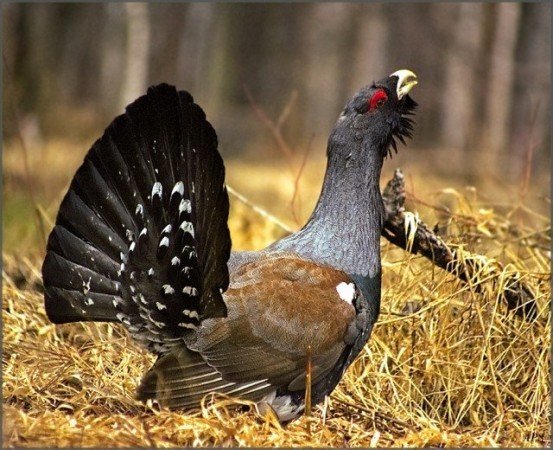 глухарь в траве