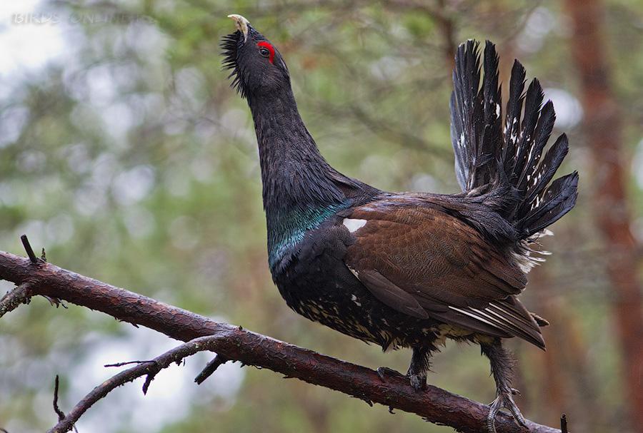 Глухарь - крайне осторожная птица