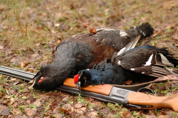 охота на глухаря