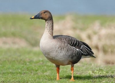 Гусь гуменник