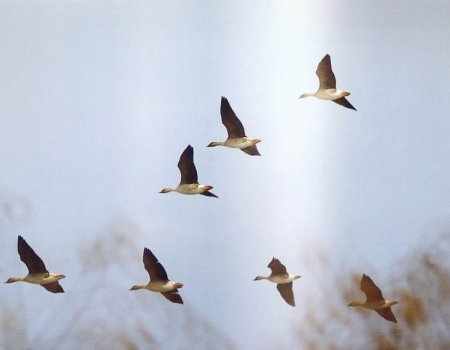 Охота на гуся осенью