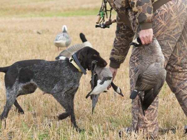 Охота на гуся весной и осенью