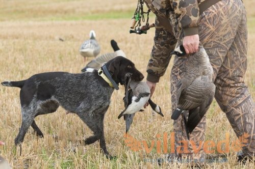 Охота на гуся весной и осенью