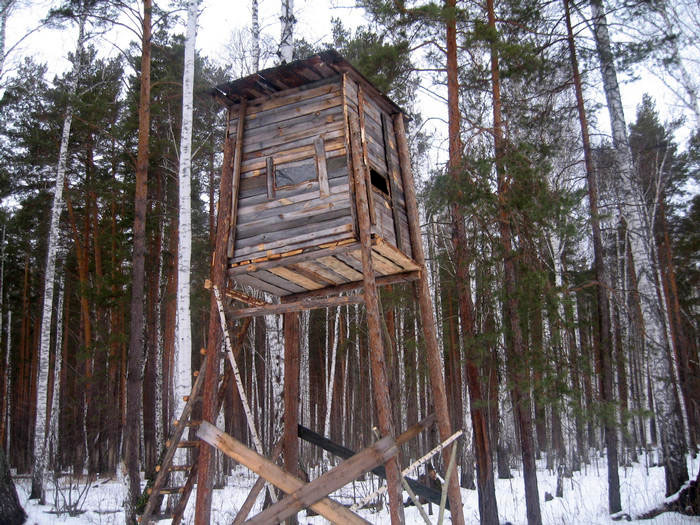 охота на кабана