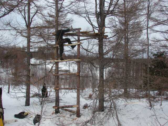 охота на кабана