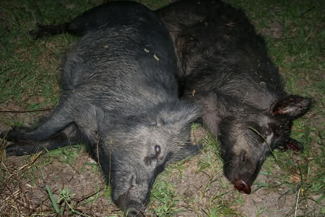 Убитые кабаны