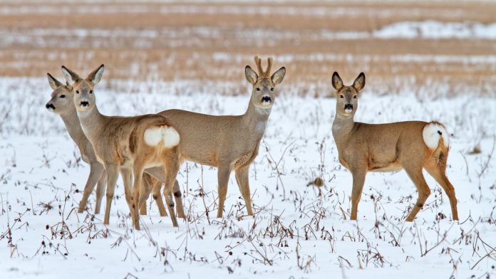 Охота на косулю