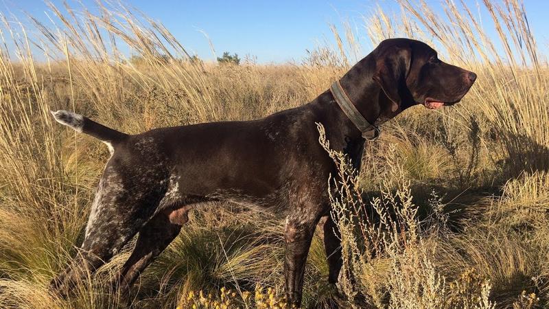 Легавая собака в стойке