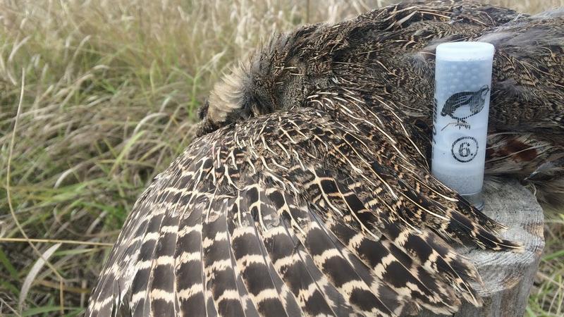 Подстреленная куропатка