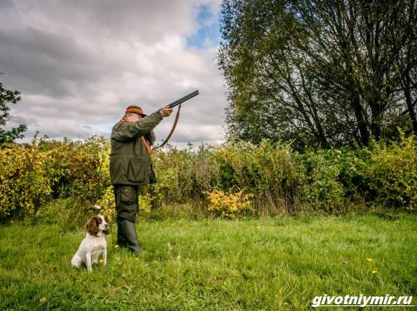Охота-на-тетерева-и-её-особенности-5