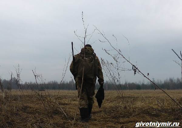 Охота-на-тетерева-и-её-особенности-3