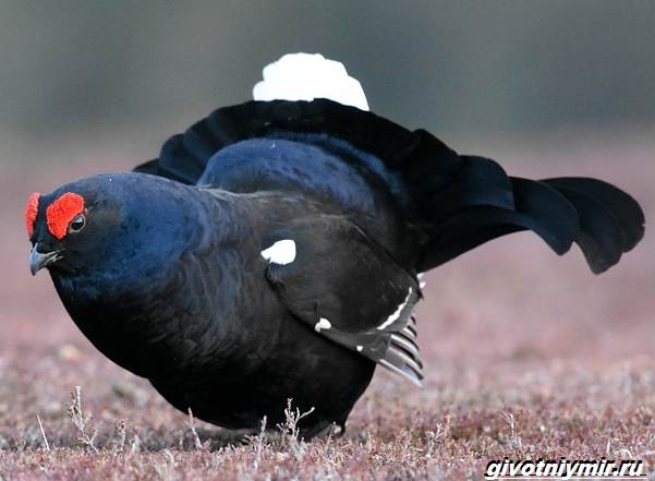 Охота-на-тетерева-и-её-особенности-1