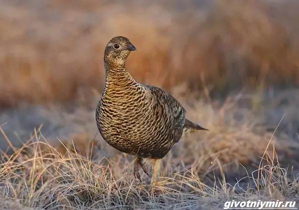 Охота-на-тетерева-и-её-особенности-2