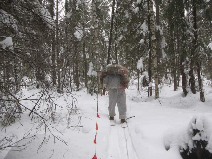 охота на волков