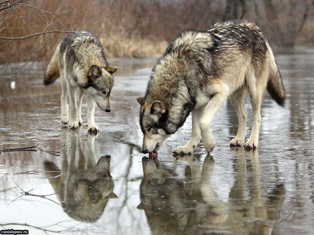 волки