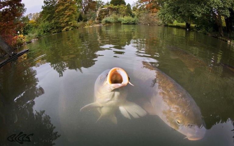 Ловля карпа, карп, карп культурная форма сазана