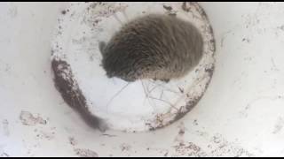 Еж съел мышь(В этом видио вы увидите как ежик съел мышь., 2016-08-25T14:26:09.000Z)