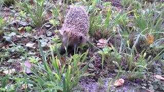 Ежик на охоте(Автор Дмитрий Зыков, Наука и жизнь., 2015-09-02T16:45:40.000Z)