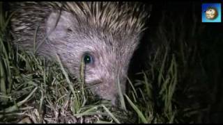 Ёжик . Hedgehog. Low light exposure test of Canon Legria FS-306(про ёжиков. Filmed - Canon FS306 Колючки и сворачивание в клубок -- это природная защита ежиков от хищников. Однако. 2010-08-23T01:34:01.000Z)